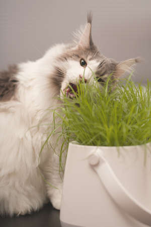 Pretty Maine Coon Cat eating cat grass on table at home