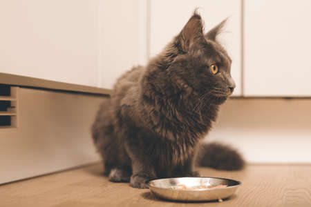 Pretty Maine Coon Cat dark color puppy eating at homeの写真素材