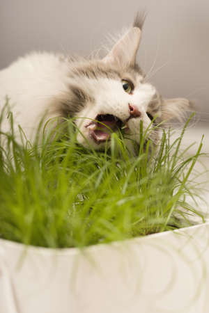 Pretty Maine Coon Cat eating cat grass on table at homeの写真素材