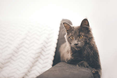 Pretty dark Maine Coon Cat puppy relaxing at homeの写真素材
