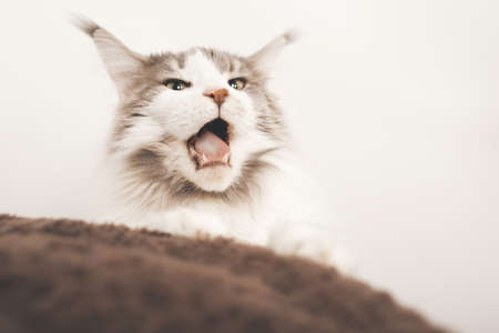 Pretty Maine Coon Cat relaxing at homeの写真素材