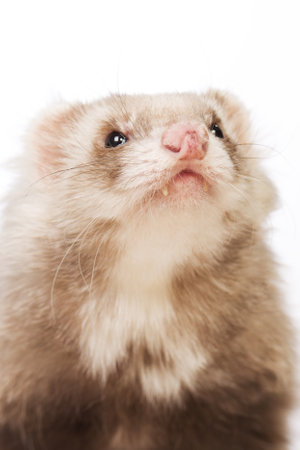 Angora ferret of champagne color - details of nose