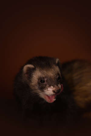 Ferret indoor posing for portrait in studioの写真素材
