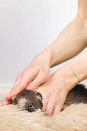 Ferret indoor posing for portrait in studio