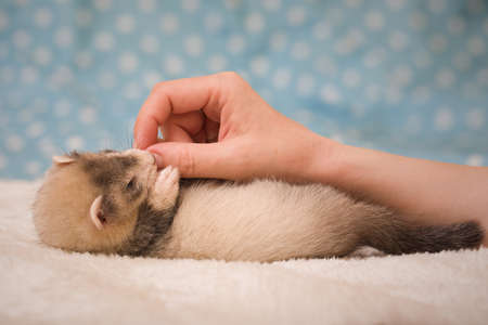 Ferret six weeks old baby posing for portrait in studioの写真素材