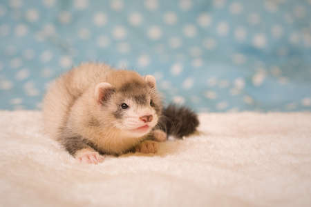 Ferret six weeks old baby posing for portrait in studioの写真素材