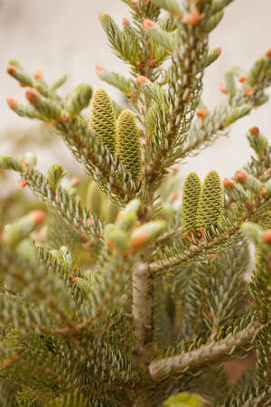 Detail of fresh spring fir cones and branches on country yardの写真素材