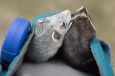 Couple of ferrets relaxing in pouch after walk in parkの写真素材