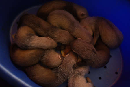 Six weeks old baby ferrets in plastic bad with motherの写真素材