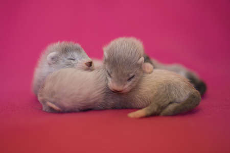 Ferret three weeks old baby on pink blanket background in studioの写真素材