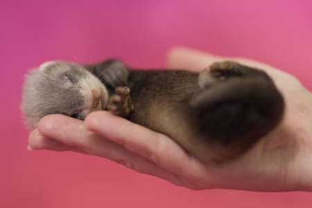 Ferret three weeks old baby on pink blanket touched by handの写真素材