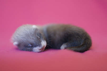 Ferret three weeks old baby on pink blanket background in studioの写真素材
