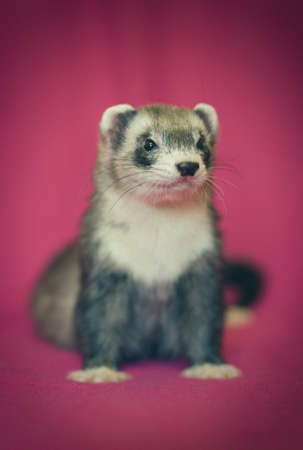 Ferret indoor posing for portrait in studioの写真素材