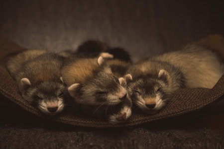 Six weeks old ferret group posing for portrait in studioの写真素材