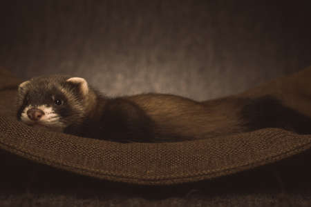 Six weeks old ferret baby posing for portrait in studioの写真素材