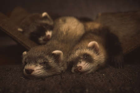 Six weeks old ferret group posing for portrait in studioの写真素材