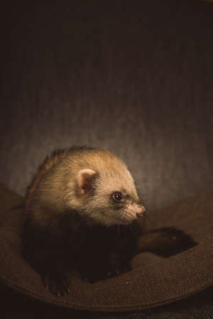 Ferret adult male posing for portrait in studioの写真素材