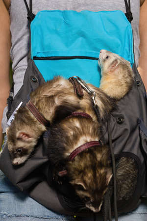 Group of ferrets relaxing in pouch during walk in parkの写真素材