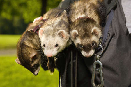 Group of ferrets relaxing in pouch during walk in parkの写真素材