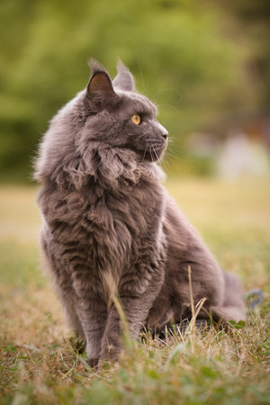 Pretty gray dark Maine Coon Cat posing outdoors for portraitの写真素材