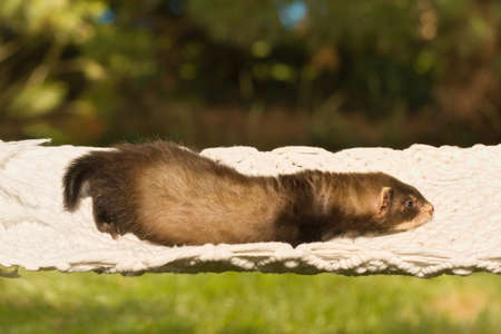 Ferret baby posing for portrait in handmade hammock outdoorの写真素材