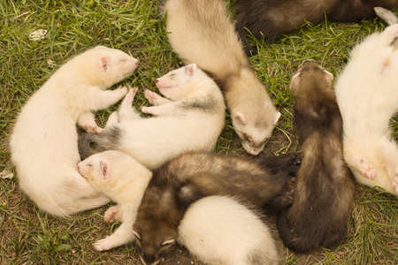 Ferret babies sleeping during day in house backyard gardenの写真素材