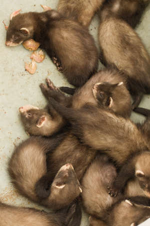 Ferret babies sleeping during day in house backyard gardenの写真素材