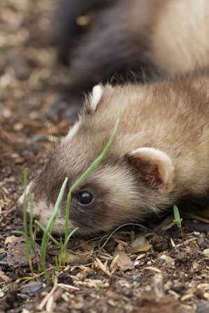 Ferret baby enjoying day in house backyard garden