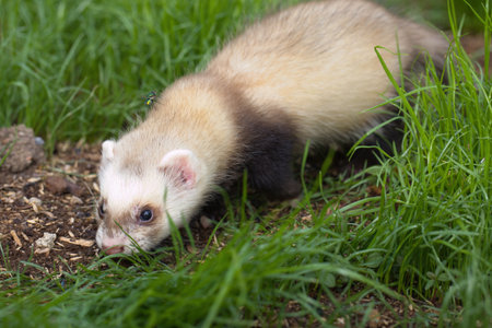 Ferret baby enjoying day in house backyard gardenの写真素材