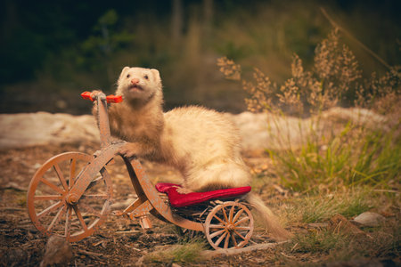 Cinnamon color ferret riding a tricycle on forest road locationの写真素材