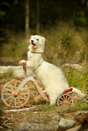 Light color ferret riding a tricycle on forest road locationの写真素材