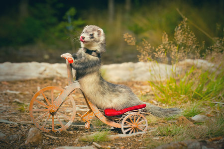 Light color ferret riding a tricycle on forest road locationの写真素材