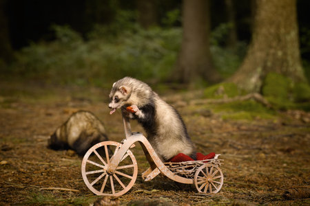 Dark standard color ferret riding a tricycle on forest road locationの写真素材
