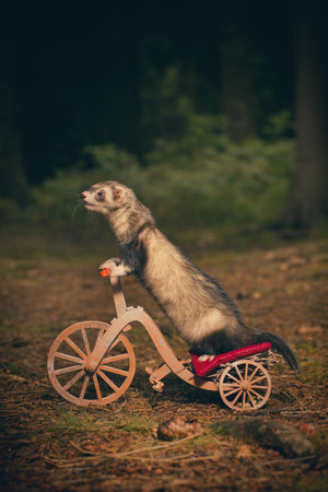 Dark standard color ferret riding a tricycle on forest road locationの写真素材