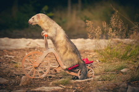 Light color ferret riding a tricycle on forest road locationの写真素材