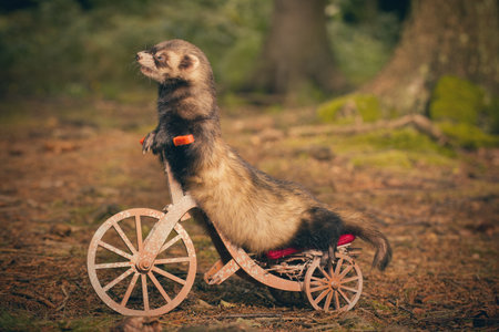 Dark standard color ferret riding a tricycle on forest road locationの写真素材