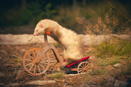 Cinnamon color ferret riding a tricycle on forest road locationの写真素材