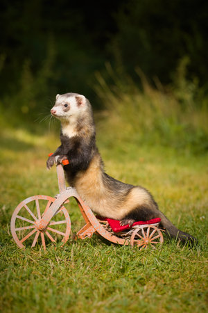 Standard color ferret riding a tricycle on forest meadow locationの写真素材