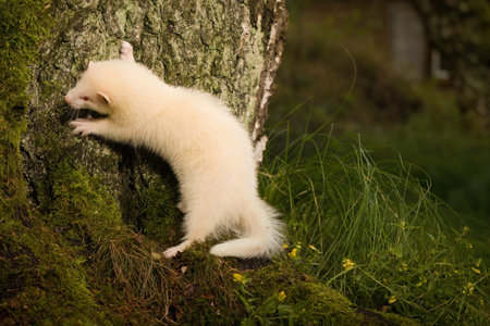 Ferret baby fighting with sibling in summer forest on mossの写真素材