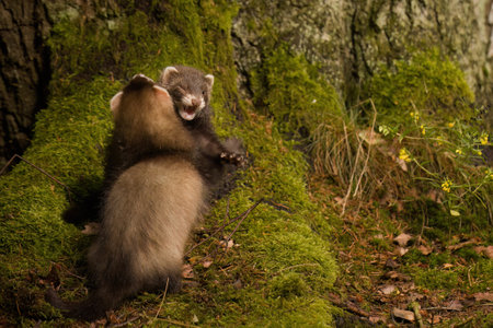 Ferret baby fighting with sibling in summer forest on mossの写真素材