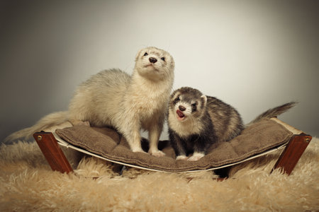 Ferret indoor posing for portrait in studioの写真素材