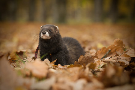Young dark sable ferret during trip and walk in autumn park