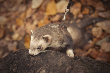 Ferret during trip and walk in autumn park enjoying exploringの写真素材