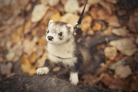 Ferret during trip and walk in autumn park enjoying exploringの写真素材