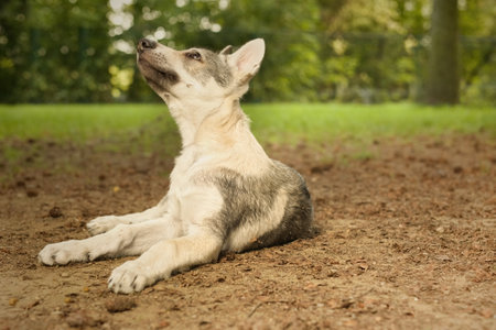 Male puppy of Czechoslovak wolfdog enjoying outdoor gamesの写真素材