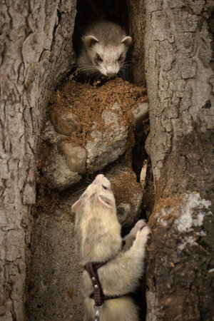 Ferret enjoying walking and exploring of tree holes in winter parkの写真素材
