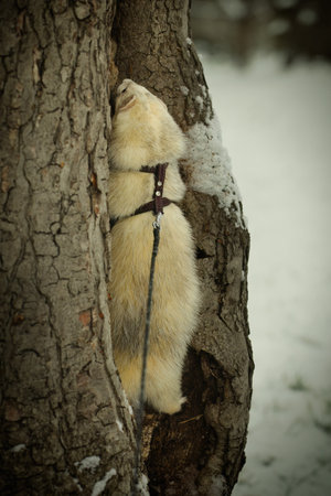 Ferret during trip and walk in winter park enjoying exploringの写真素材