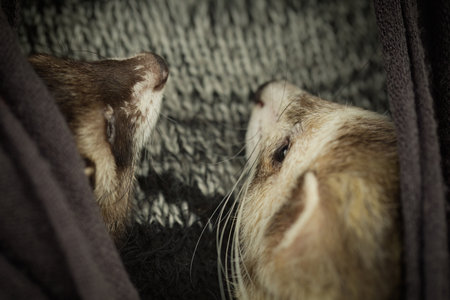 Ferret couple during trip and walk in winter park enjoying exploringの写真素材