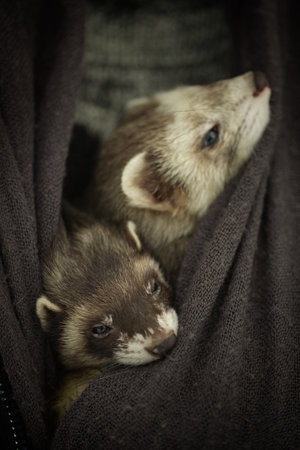 Ferret couple during trip and walk in winter park enjoying exploringの写真素材
