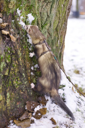Ferret enjoying day walk outdoor in snowy city parkの写真素材